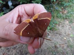 Attēlu rezultāti vaicājumam “Lasiocampa quercus”