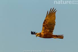 Attēlu rezultāti vaicājumam “Circus aeruginosus adult”