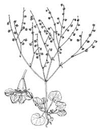 Attēlu rezultāti vaicājumam “Polygonaceae”