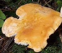 Attēlu rezultāti vaicājumam “Hydnum rufescens”