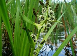 Attēlu rezultāti vaicājumam “Sparganiaceae”