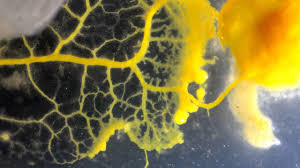 Attēlu rezultāti vaicājumam “Physarum globuliferum macro”