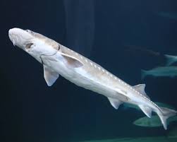 Image result for Acipenser medirostris