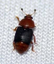 Attēlu rezultāti vaicājumam “Nitidulidae”