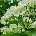 Attēlu rezultāti vaicājumam “Crataegus submollis”