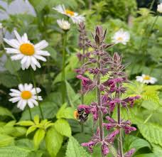 Attēlu rezultāti vaicājumam “Stachys sylvatica”