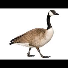 Attēlu rezultāti vaicājumam “Branta canadensis”