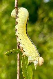 Attēlu rezultāti vaicājumam “Cribraria rubiginosa macro”