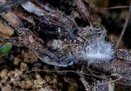 Attēlu rezultāti vaicājumam “Hepialus sylvina”