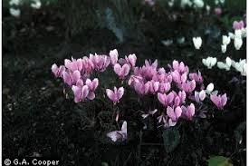 Attēlu rezultāti vaicājumam “Cyclamen hederifolium”