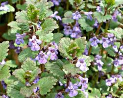 Image result for Glechoma hederacea