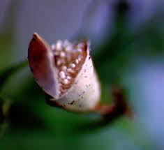 Attēlu rezultāti vaicājumam “Craterium minutum stalked”