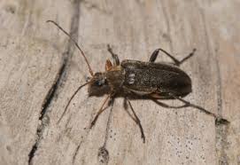 Attēlu rezultāti vaicājumam “Cortodera femorata”