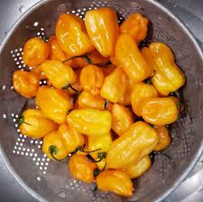 Afbeeldingsresultaat voor peach habanero hot pepper