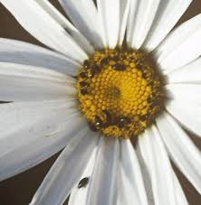 Attēlu rezultāti vaicājumam “Meligethes sp.”