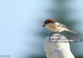 Attēlu rezultāti vaicājumam “Laniidae”