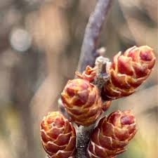 Attēlu rezultāti vaicājumam “Myrica gale bud”