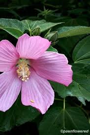 Attēlu rezultāti vaicājumam “Malvaceae”