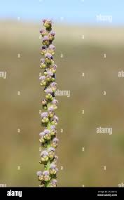 Attēlu rezultāti vaicājumam “Triglochin maritimum flower”