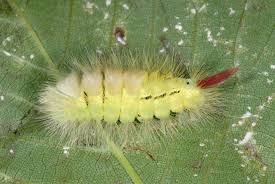 Attēlu rezultāti vaicājumam “Calliteara pudibunda”