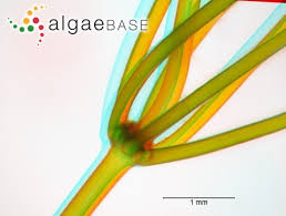 Attēlu rezultāti vaicājumam “Nitella flexilis”