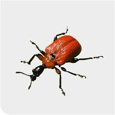 Attēlu rezultāti vaicājumam “Apoderus coryli”