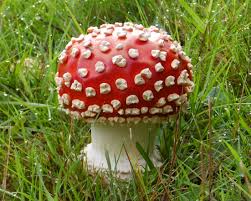 Attēlu rezultāti vaicājumam “Amanita muscaria”