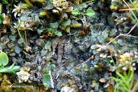 Attēlu rezultāti vaicājumam “Calypogeia azurea”