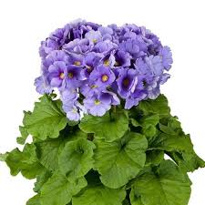 Image result for Primula obconica