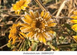 Attēlu rezultāti vaicājumam “Tussilago farfara flower”