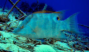 Image result for Lachnolaimus maximus