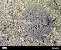 Image result for Raja straeleni