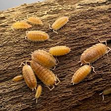 Attēlu rezultāti vaicājumam “Porcellio scaber”