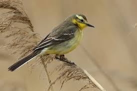 Attēlu rezultāti vaicājumam “Motacilla citreola male”