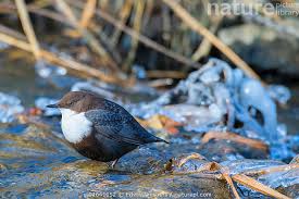 Attēlu rezultāti vaicājumam “Cinclus cinclus”