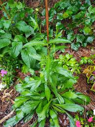 Attēlu rezultāti vaicājumam “Campanula glomerata bud”