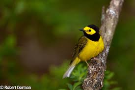 Image result for Wilsonia citrina