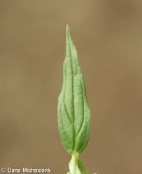 Attēlu rezultāti vaicājumam “Lithospermum officinale leaf”
