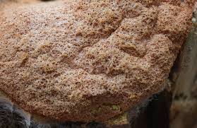 Attēlu rezultāti vaicājumam “Fuligo septica cf. rufa spores”