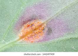 Attēlu rezultāti vaicājumam “Puccinia poarum”