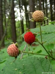Attēlu rezultāti vaicājumam “Rubus parviflorus fruit”