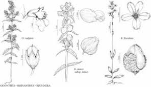 Attēlu rezultāti vaicājumam “Odontites vulgaris flower”