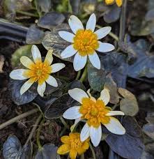 Attēlu rezultāti vaicājumam “Ficaria verna flower”