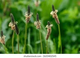Attēlu rezultāti vaicājumam “Plantago lanceolata bud”