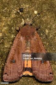 Attēlu rezultāti vaicājumam “Rusina ferruginea male”