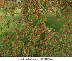 Attēlu rezultāti vaicājumam “Malus x zumi fruit”