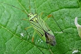 Attēlu rezultāti vaicājumam “Orthops campestris”