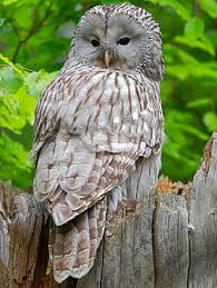 Attēlu rezultāti vaicājumam “Strix uralensis adult”