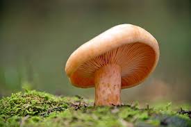 Attēlu rezultāti vaicājumam “Lactarius deliciosus”