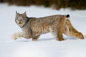 Afbeeldingsresultaat voor lynx